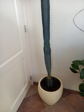 Cactussen