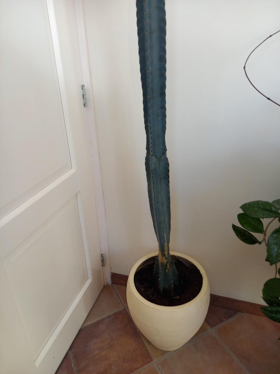 Cactussen