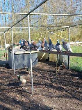 Postduiven en diverse sierduiven