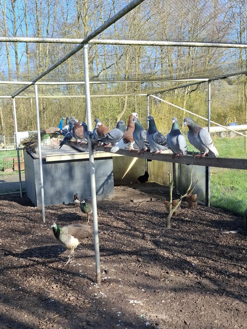 Postduiven en diverse sierduiven