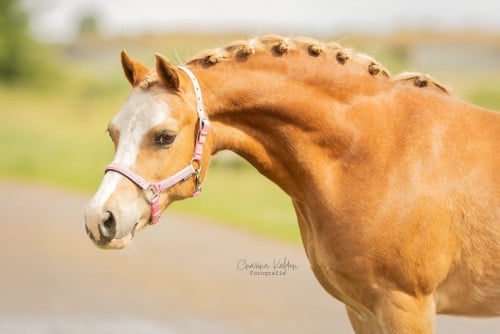 Brave Welsh pony bereden en betuigd