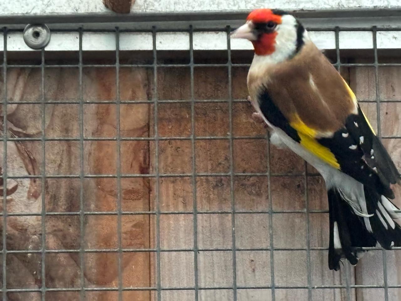 Distelvink putter major man