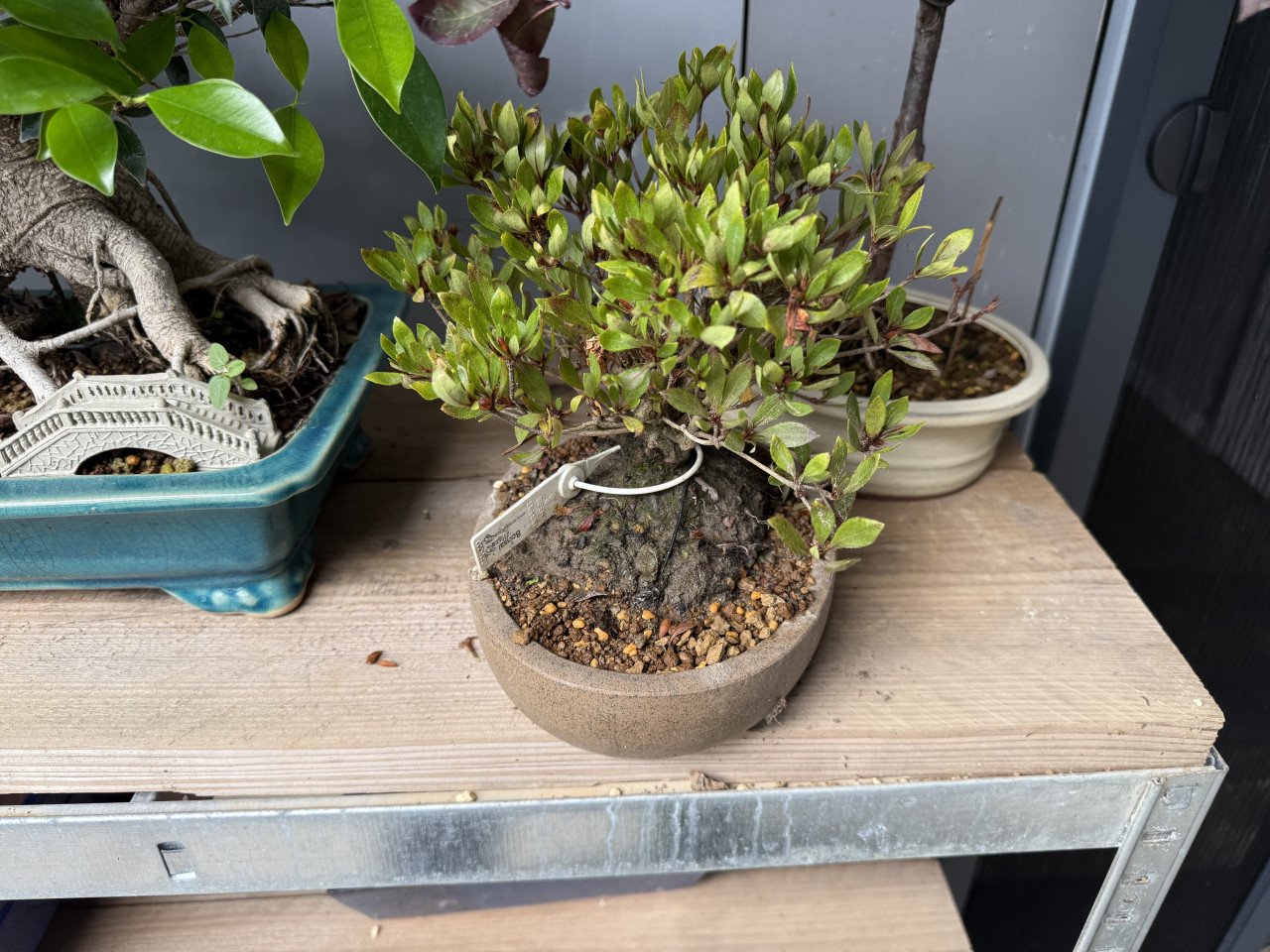 Bonsai boompje Azalea Hinomaru