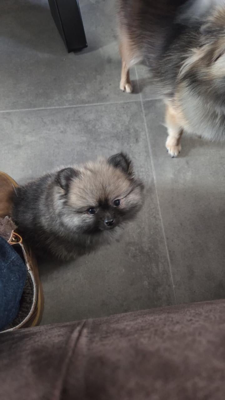 Mini pomeranian teefje (met 25% chihuahua)
