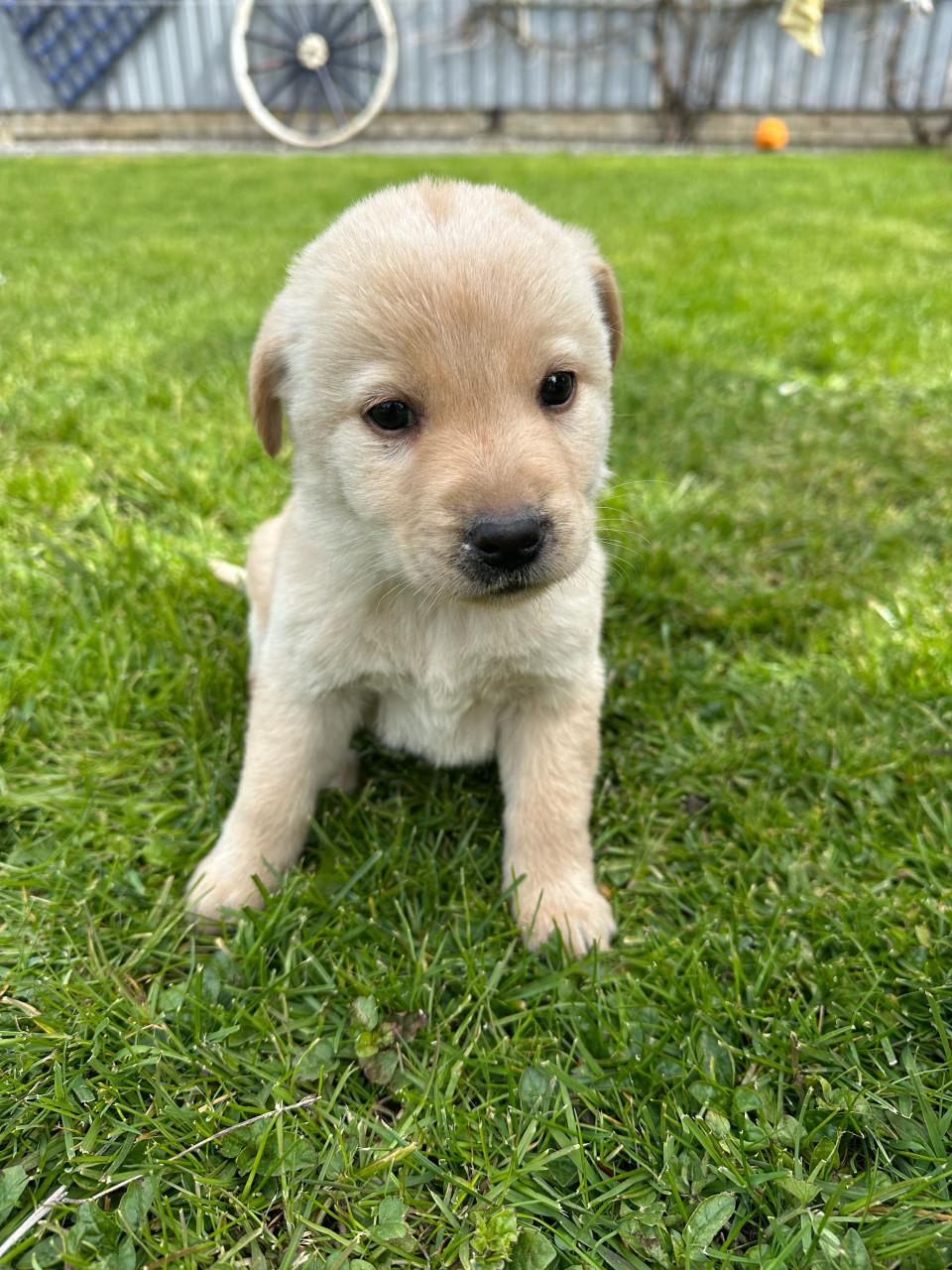 Puppy’s gekruisd met Labrador