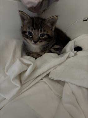 Halve raskat, Main Coon, te koop