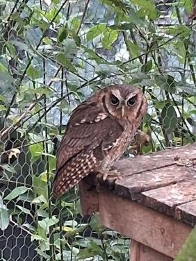 Otus Choliba wijfjes