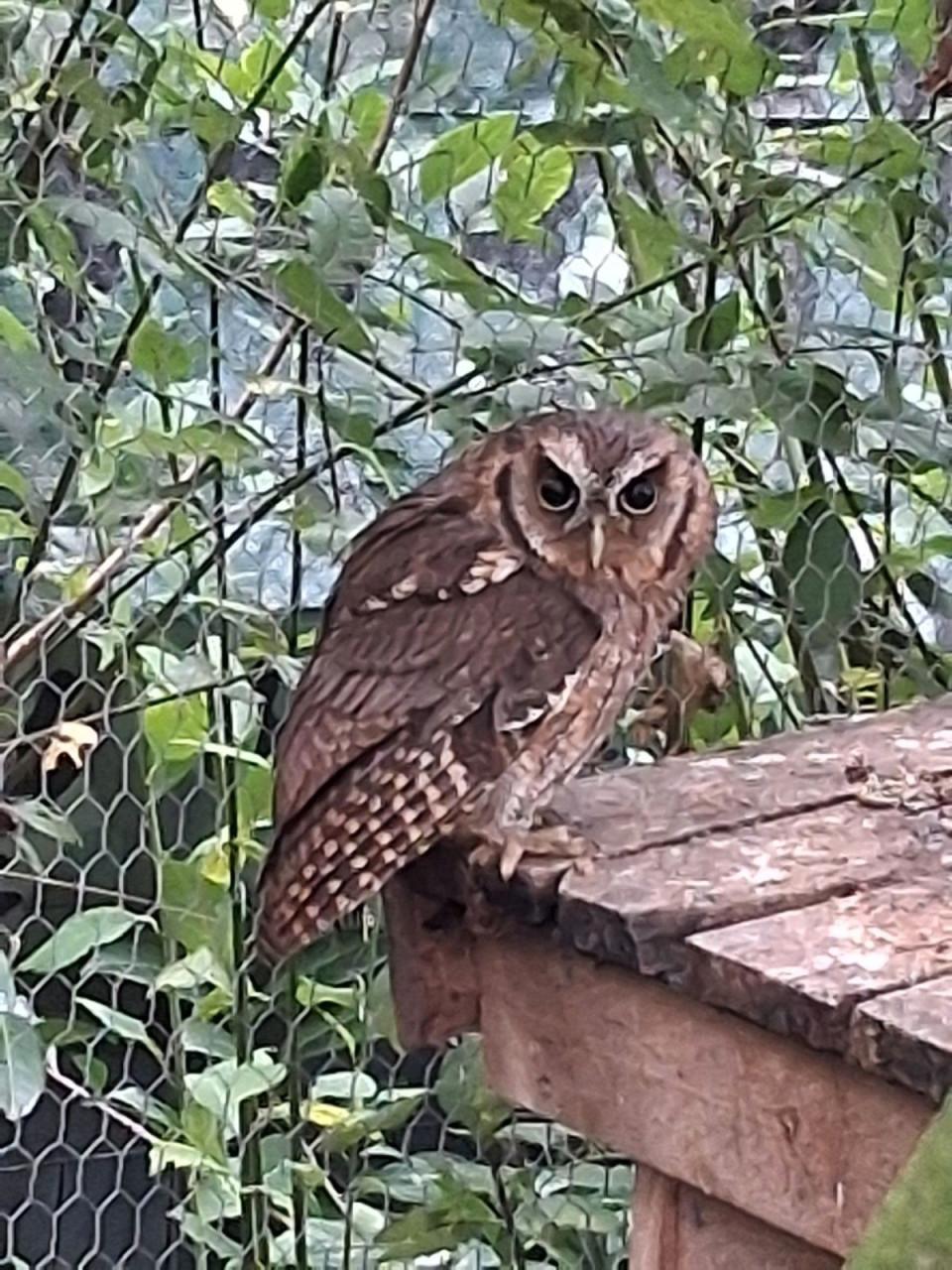 Otus Choliba wijfjes