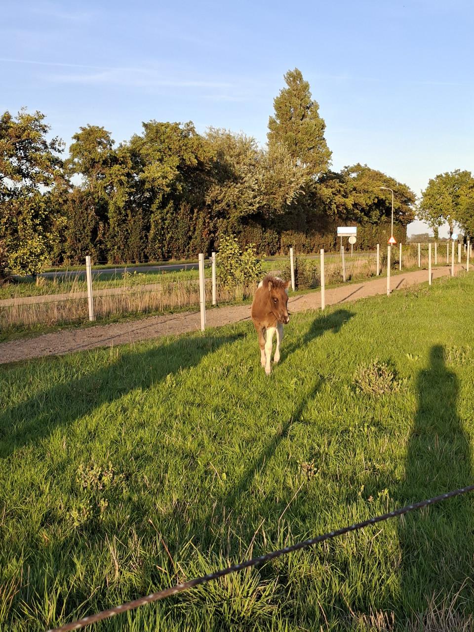 Plekje vrij paddock paradise