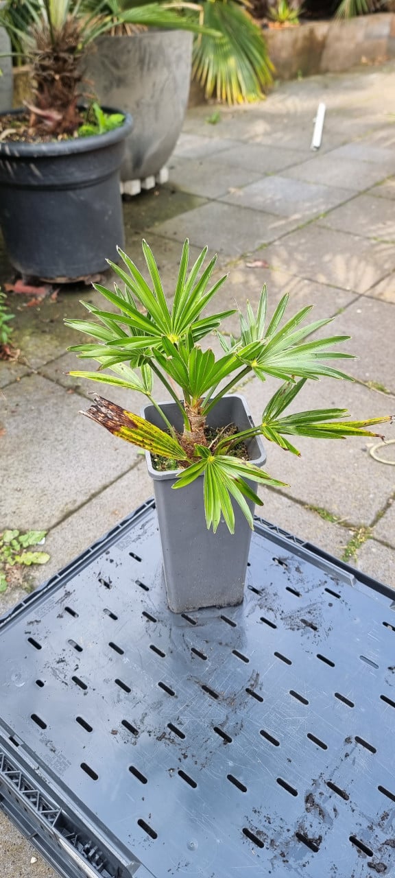 Trachycarpus Wagnerianus te koop
