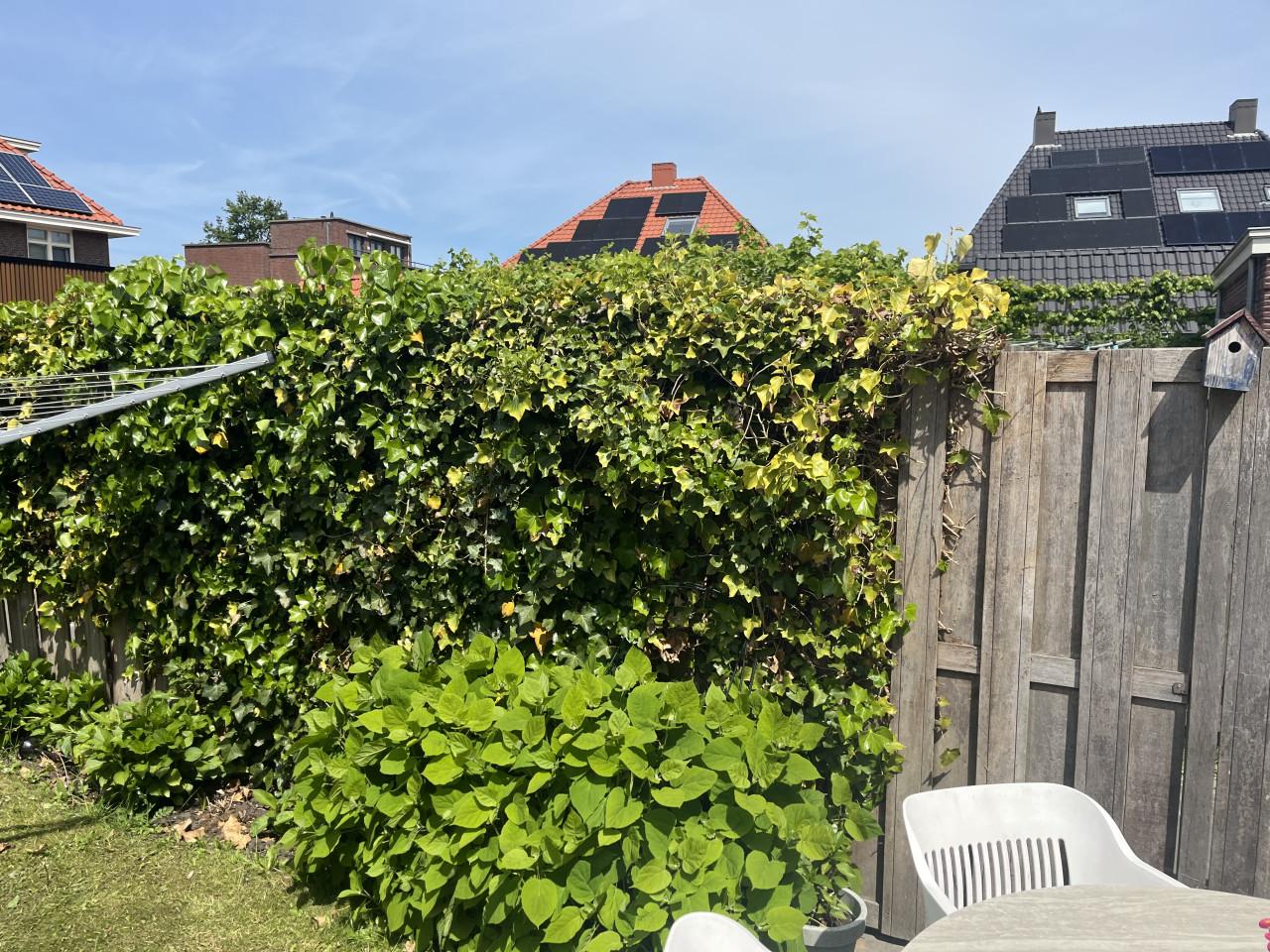 Hardhoutenschutting circa 18m inclusief poort en palen