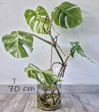 Monstera Albo variegata topstek