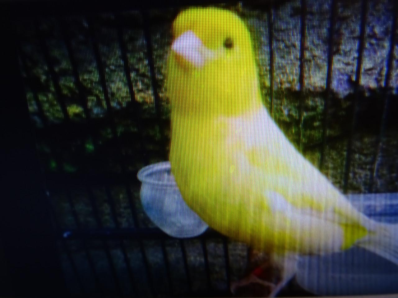 Te mooie mooie zang kanarie mannen  van vorig jaar gele en bonte en ??