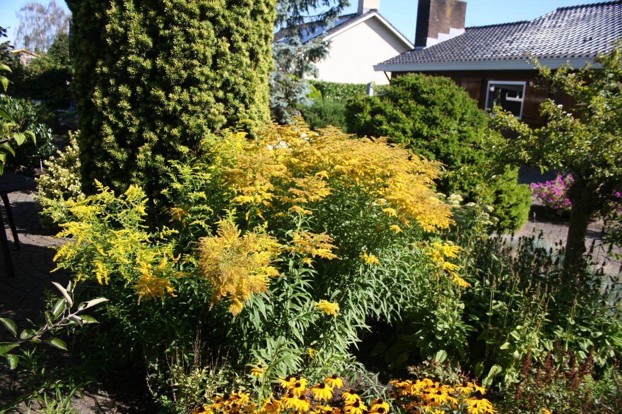 Planten/Bloemen (gratis)