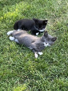 TE KOOP BOERDERIJ KITTENS