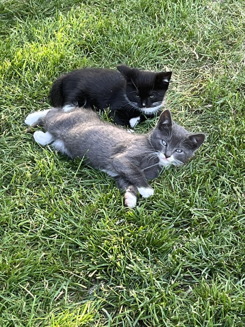 TE KOOP BOERDERIJKITTENS