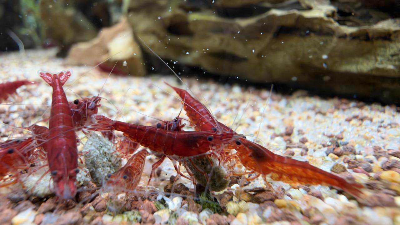 Bloody mary Neocaridina Davidi