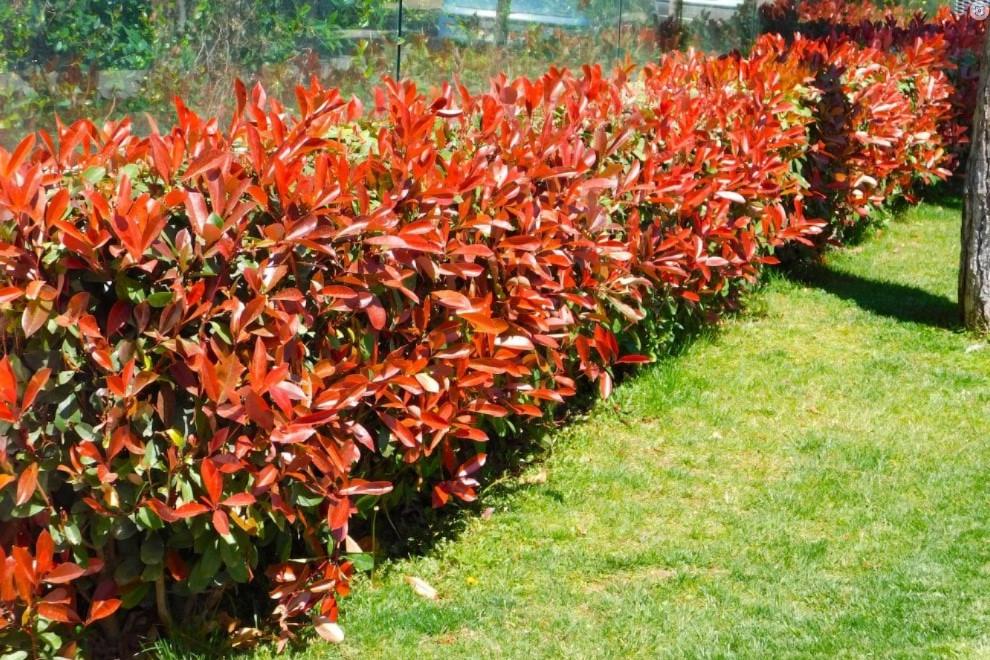 Photinia Fraseri Red Robin haagstruiken in alle maten