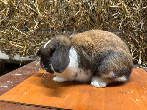 Jonge raszuivere Dwerghangoor rammetjes