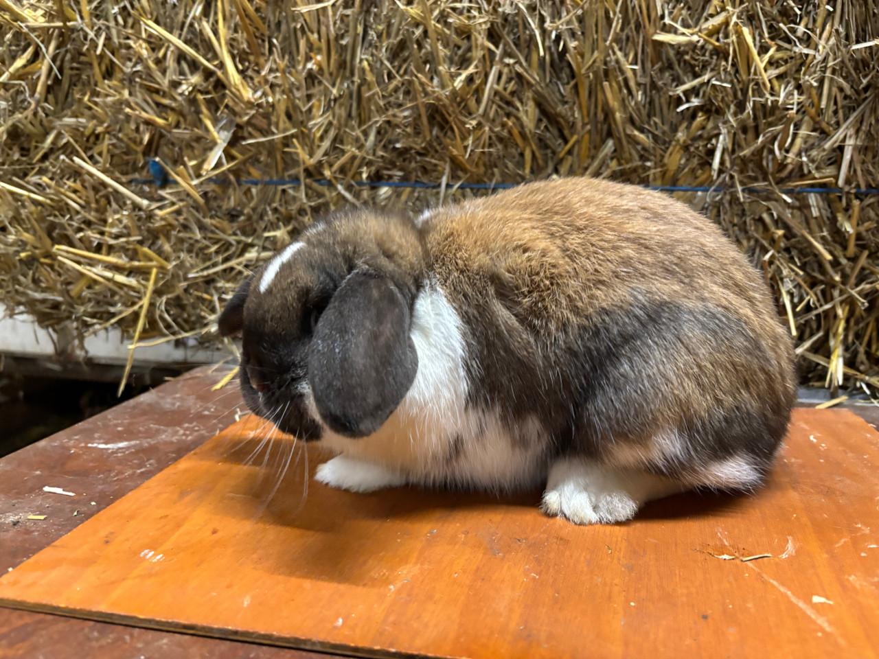 Jonge raszuivere Dwerghangoor rammetjes