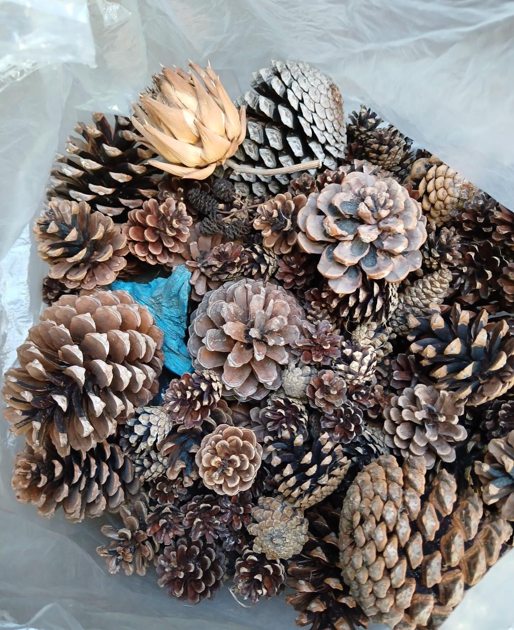 Hobbymateriaal:  denneappels en schelpen - gratis