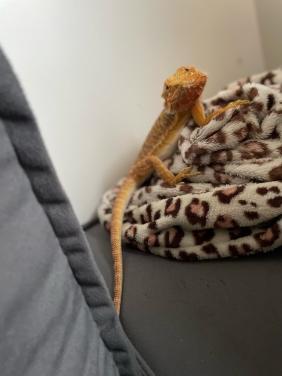 Baardagaam 1 jaar oud