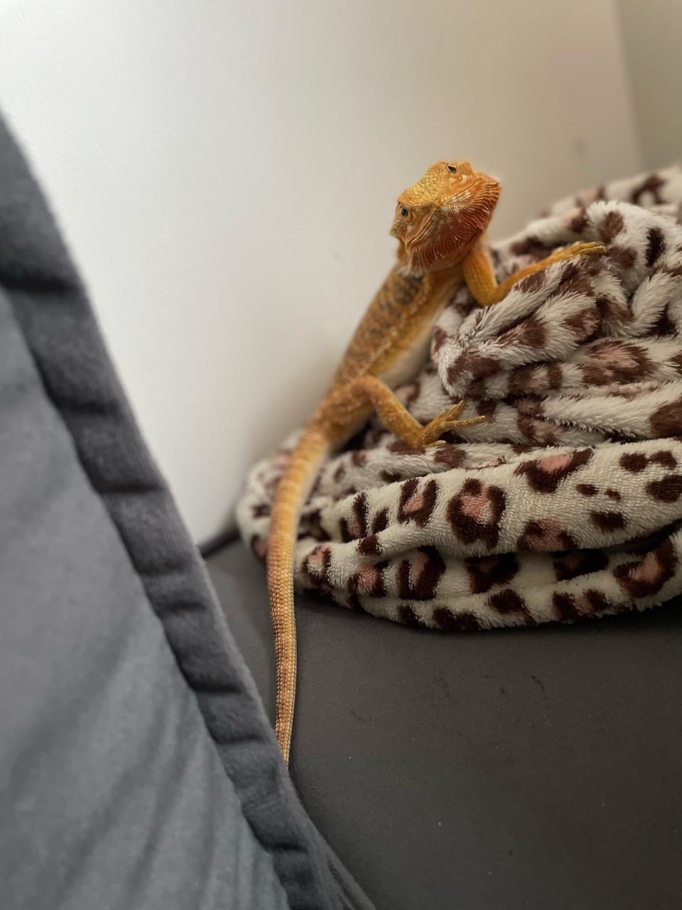 Baardagaam 1 jaar oud