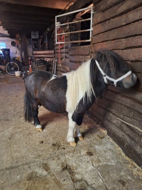 Te koop Shetlander (VERKOCHT)