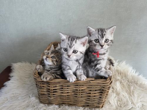 Brits korthaar kittens  (Whiskas)