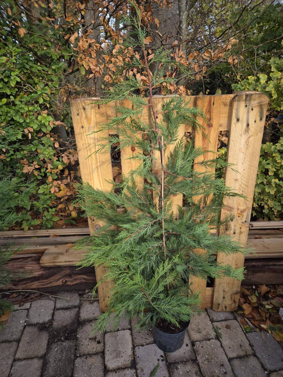 Leylandii haagconiferen 125-150 cm potgekweekt OP=OP