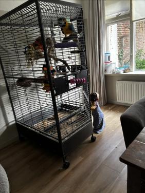 Grote Papegaaienkooi