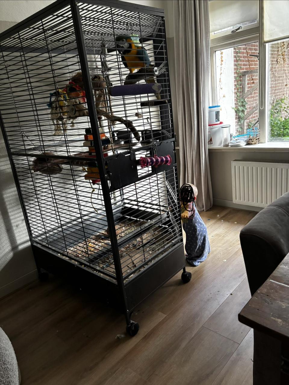 Grote Papegaaienkooi