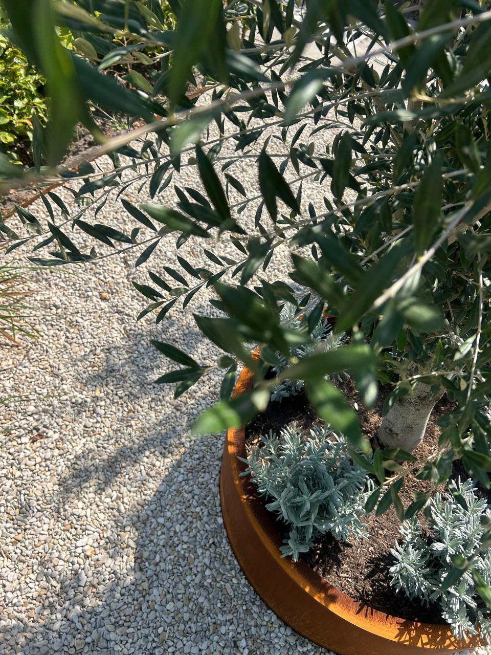 Olijfboom met ronde cortenstalen plantenbak