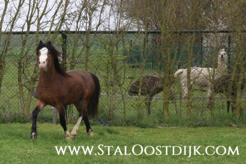 Welsh Mountain hengst ter dekking