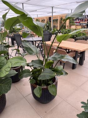 Strelitzia kamerplant 180cm hoog!