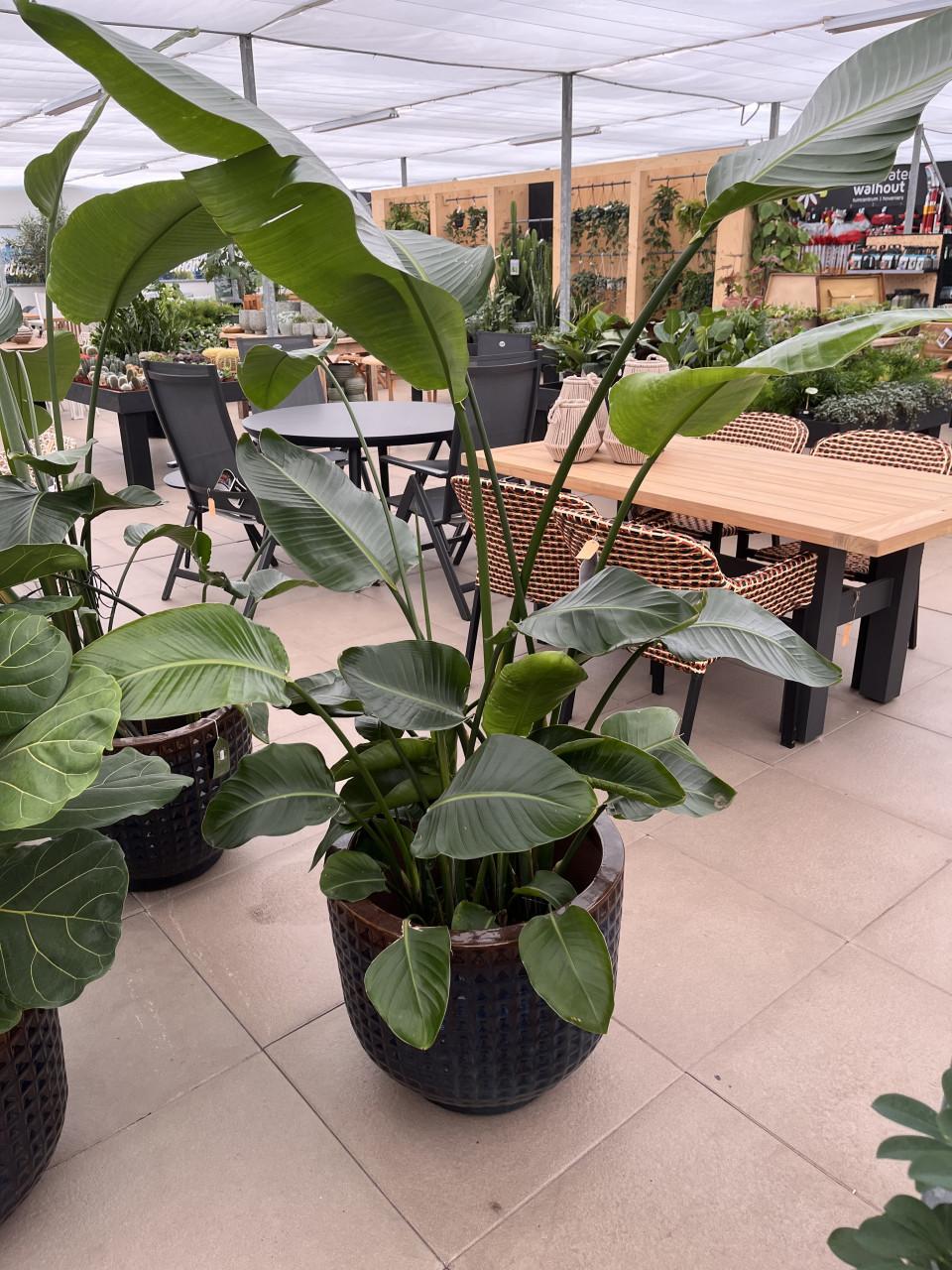 Strelitzia kamerplant 180cm hoog!