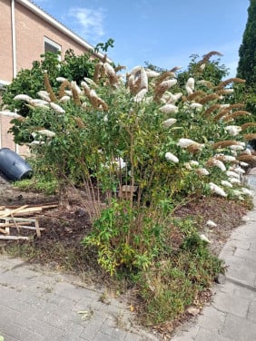 Vlinderstruik