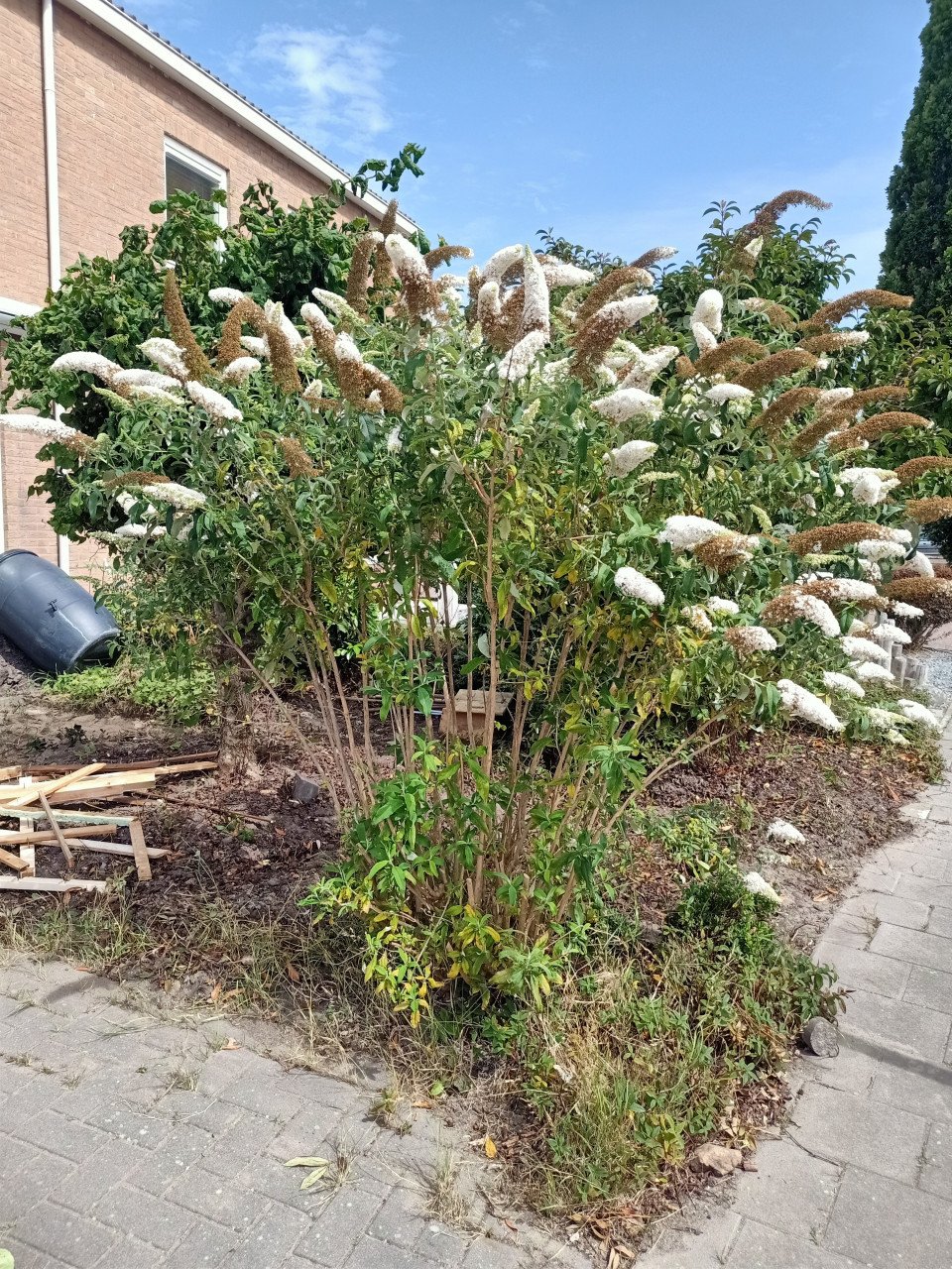Vlinderstruik