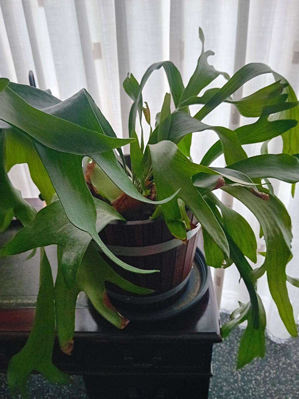 Grote decoratieve plant