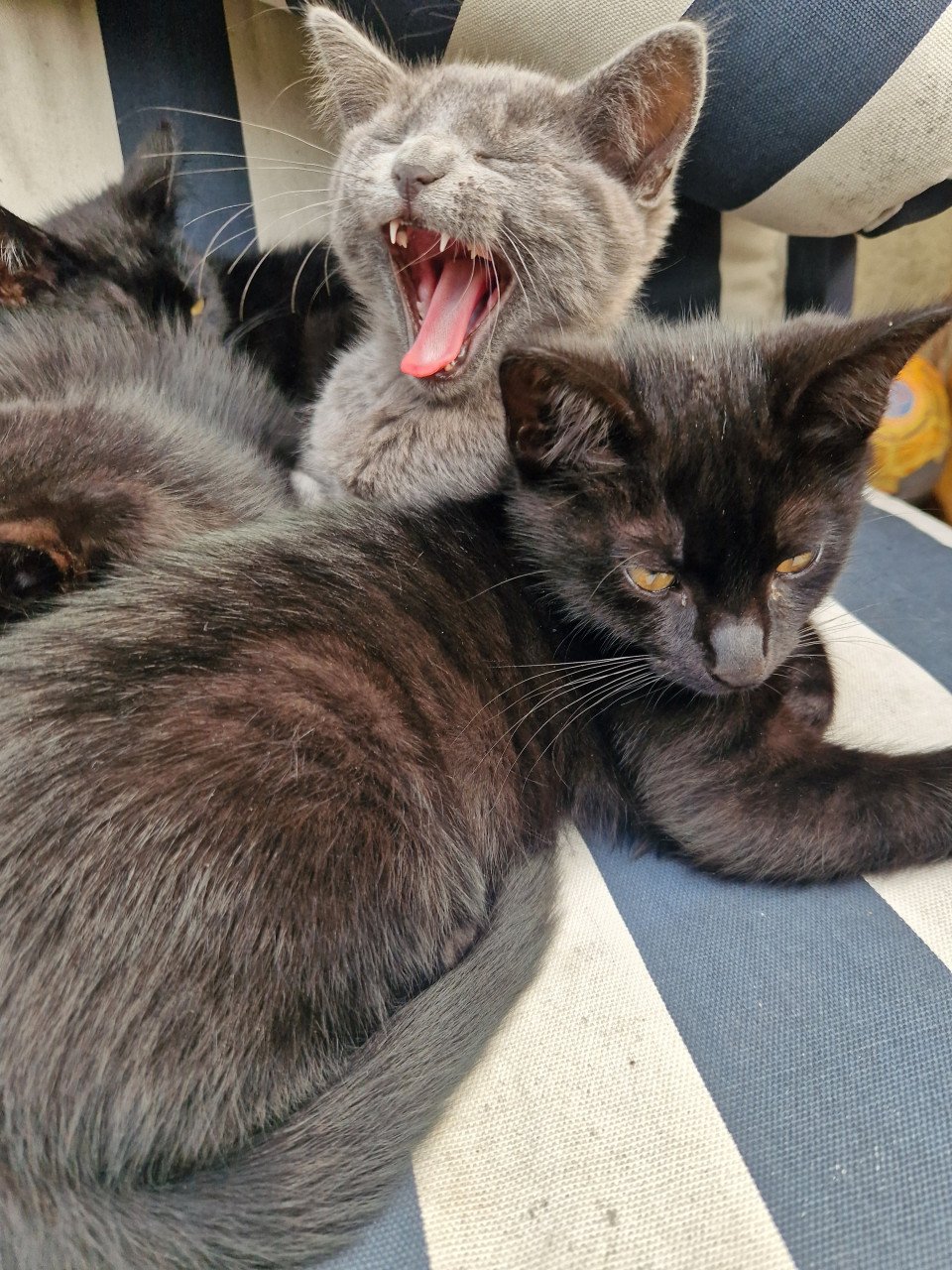 Kittens. Superlief!