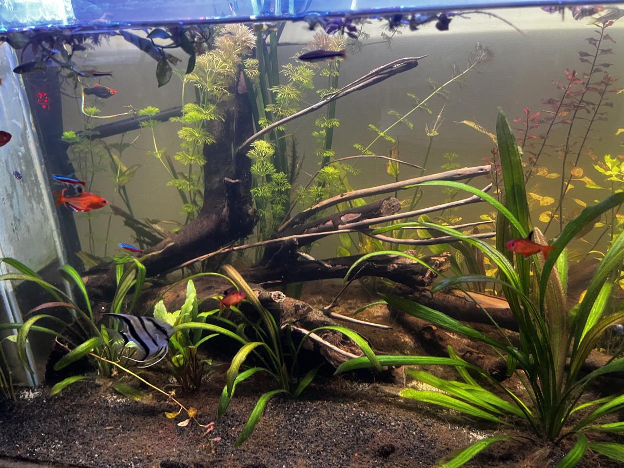 Aquarium 310L