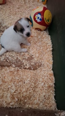 Aangeboden Jackrussell pup