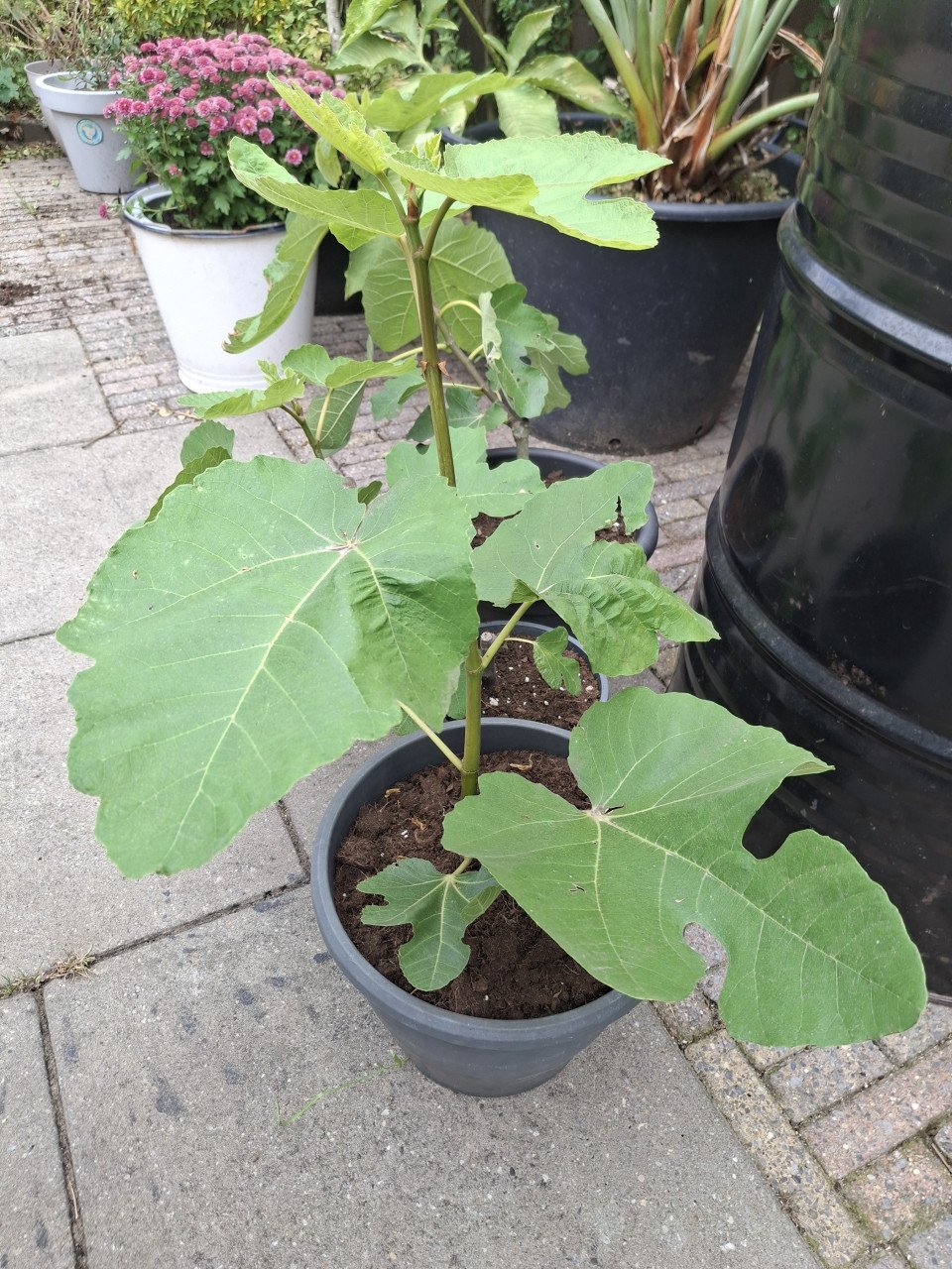 Vijgenplant