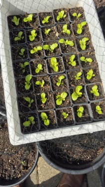 Slaplantjes