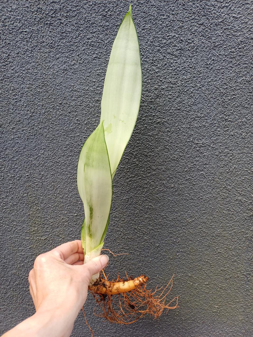 Prachtige volgroeide STEKKEN van de Sansevieria Moonshine