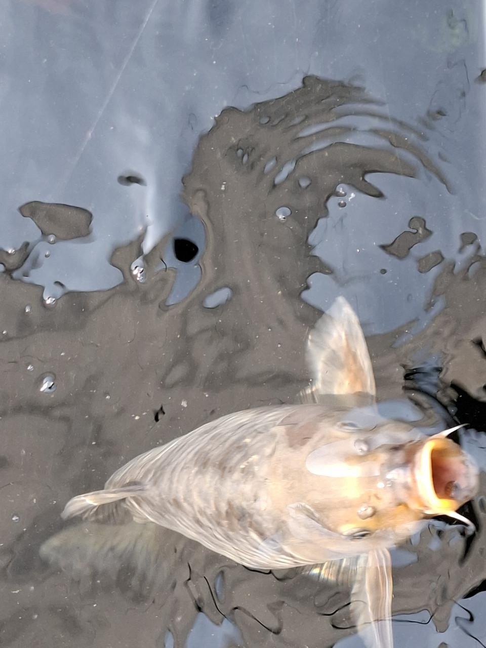 KOI KARPERS