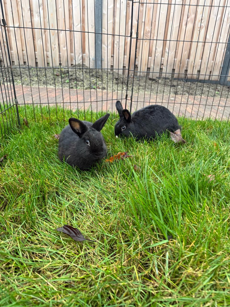 2 vrouwtjes konijnen