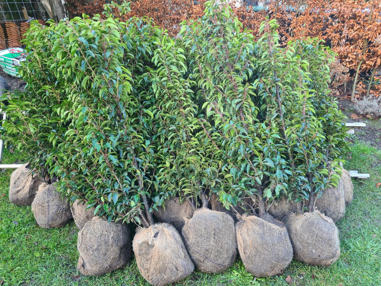 Portugese laurier haagplanten 125-150 cm