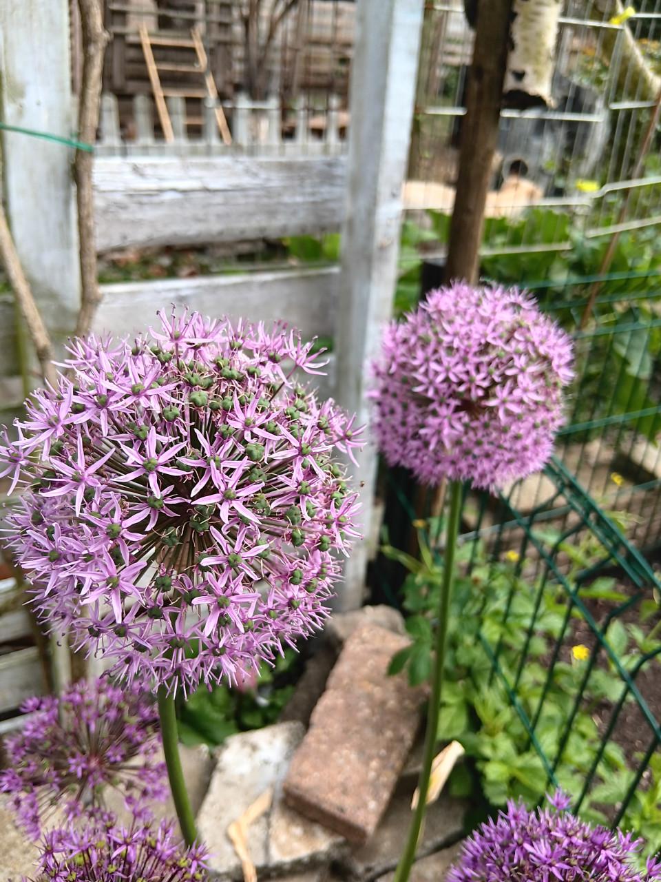 €0,75 per zakje Biologische Gekweekte Zaadjes