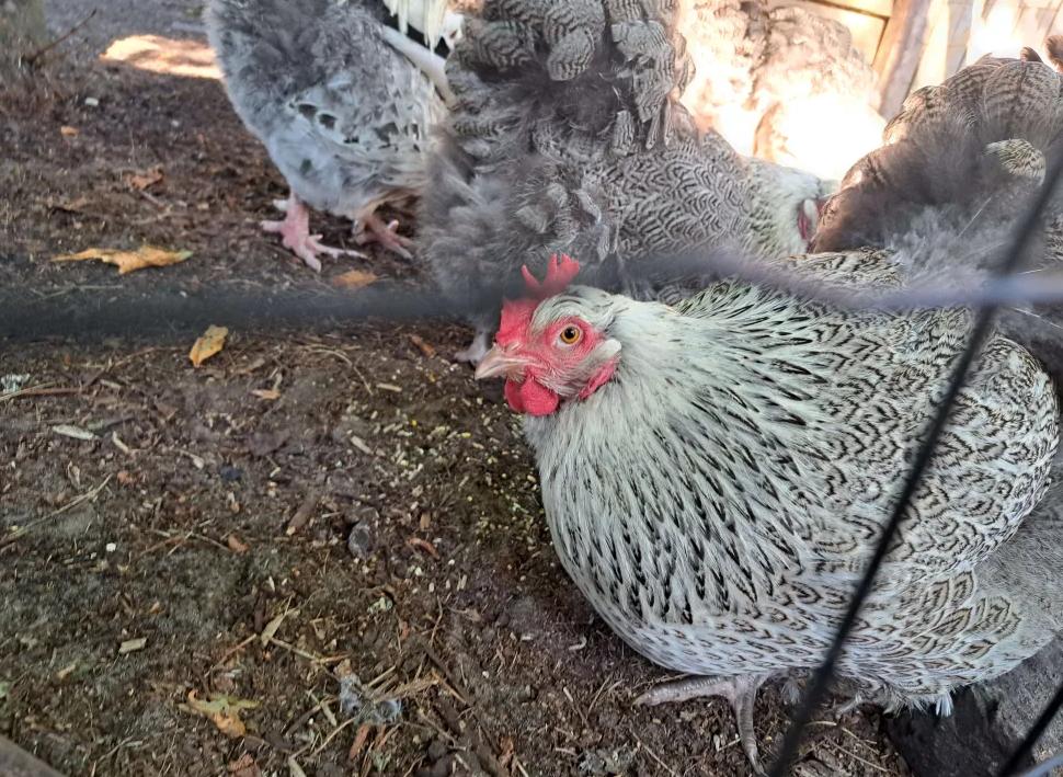 Orpinghton haan en hennen zilverpatrijs